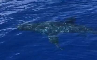 3456lb Great White Shark 90 Miles Off Bermuda - Bernews