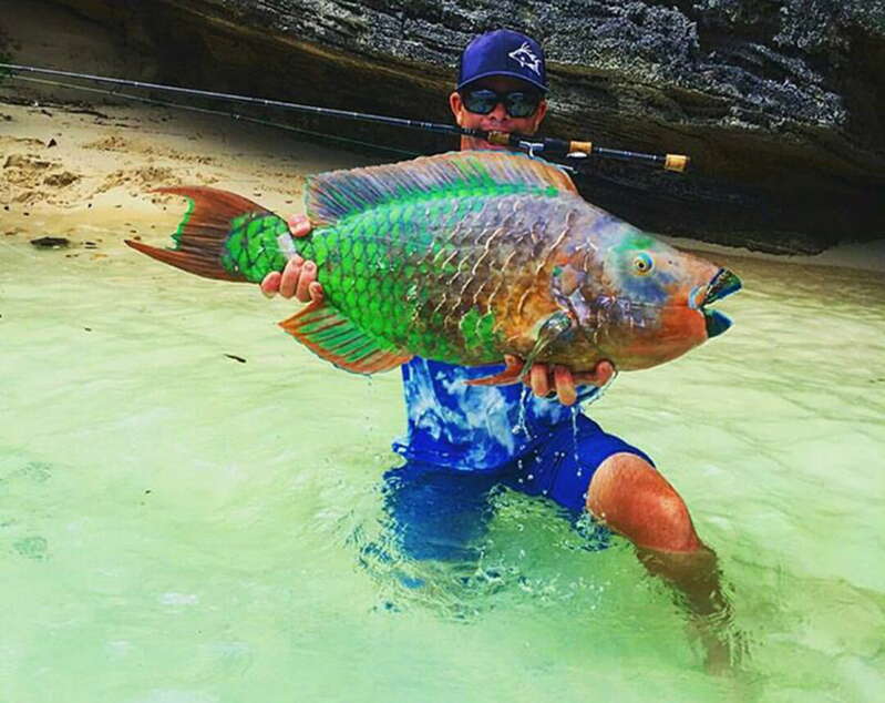 Man investigated after catching parrotfish - The Royal Gazette