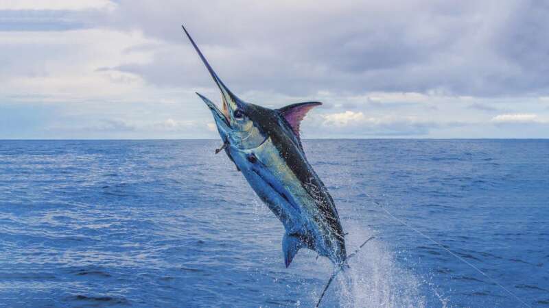 UPDATE: Here's How You Can Fish This Year's Indian Ocean Marlin Cup