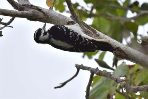 Bird-watchers spot almost 100 species in annual bird count - Vimarsana News