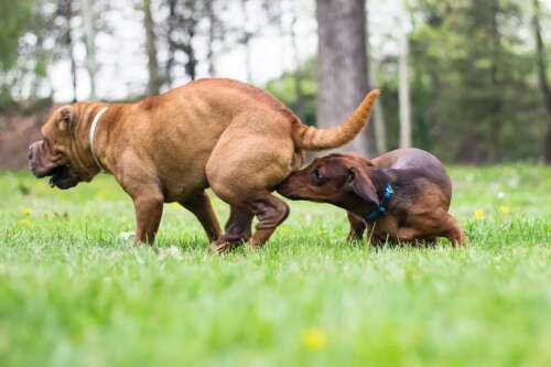 How long will a sale female dog be in heat