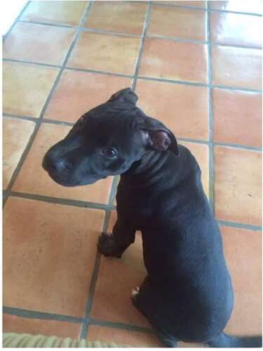 department s plea after puppy seized