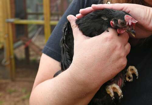 Roaming pitbulls kill four chickens including show birds The