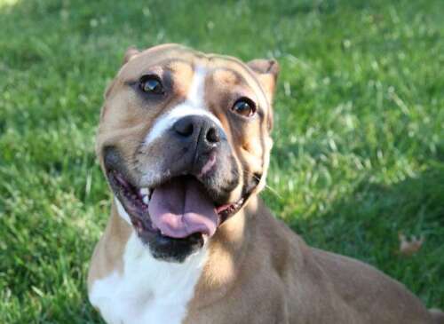 Gruesome dog incidents have soared since relaxation of pitbull