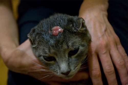 Cat bite abscess is an amazing feat of nature The Royal Gazette