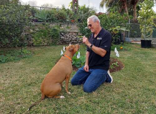 Invisible dog fence for sale clearance