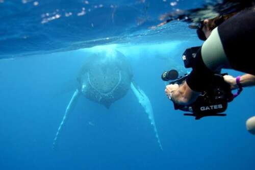 Whale documentaries to double-feature for first time