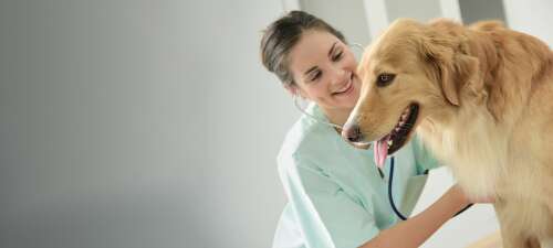Why does a healthy pet need an annual wellness exam? – The Royal Gazette